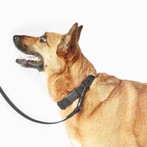 leash black 5