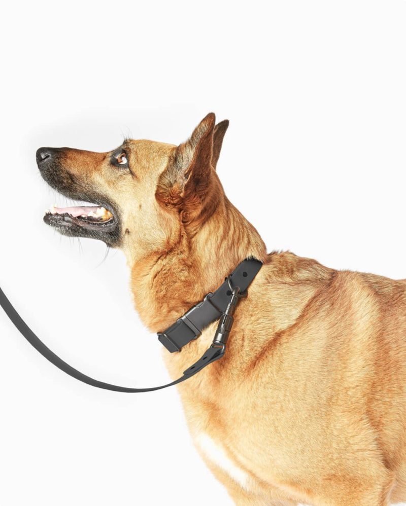 leash black 5