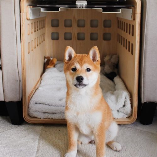 theshiba nikita