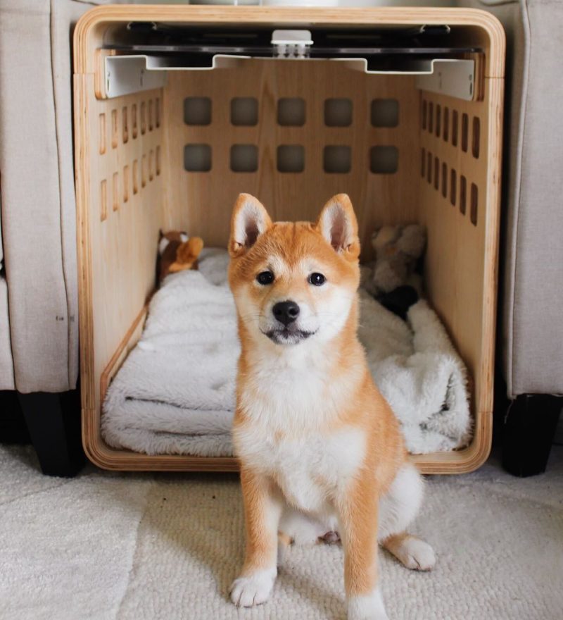 theshiba nikita